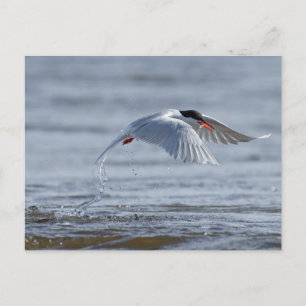 Carte postale typique commune