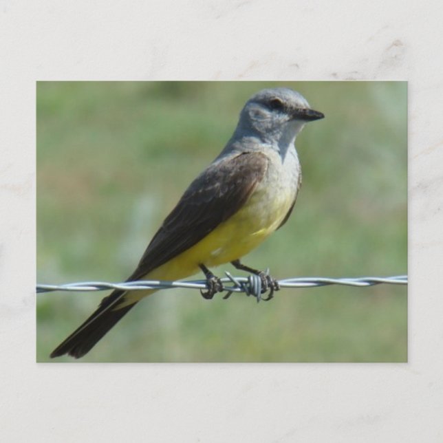Carte Postale Tyran à bec épais de l'Ouest (Devant)