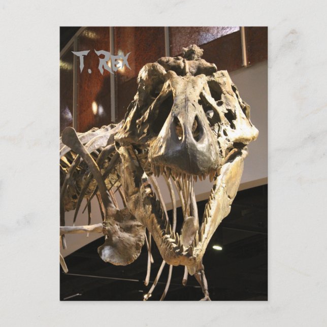 Carte Postale Tyrannosaurus # 4 (Devant)