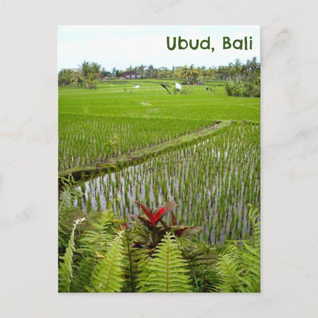 Carte postale Ubud Bali Indonésie rizières champs (Devant)
