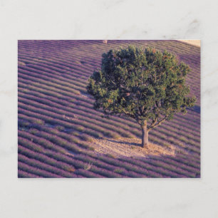 Carte Postale UE, France, Provence, champs de lavande