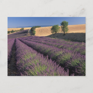 Carte Postale UE, France, Provence, champs de lavande 3