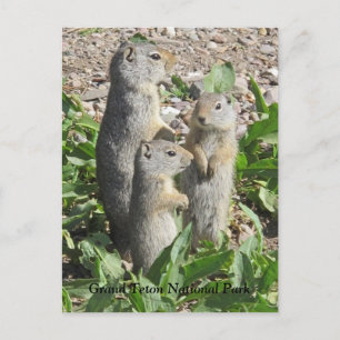 Carte postale Uinta Ground Squirrel Family
