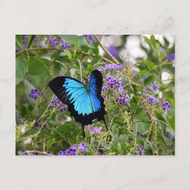 CARTE POSTALE ULYSSES BUTTERFLY RURAL QUEENSLAND AUSTRALIE (Devant)