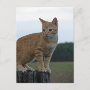 Carte Postale Un adorable chaton au gingembre dans le pays