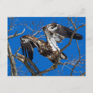 Carte Postale Un Aigle À Balles Jeunes Saut En Vol