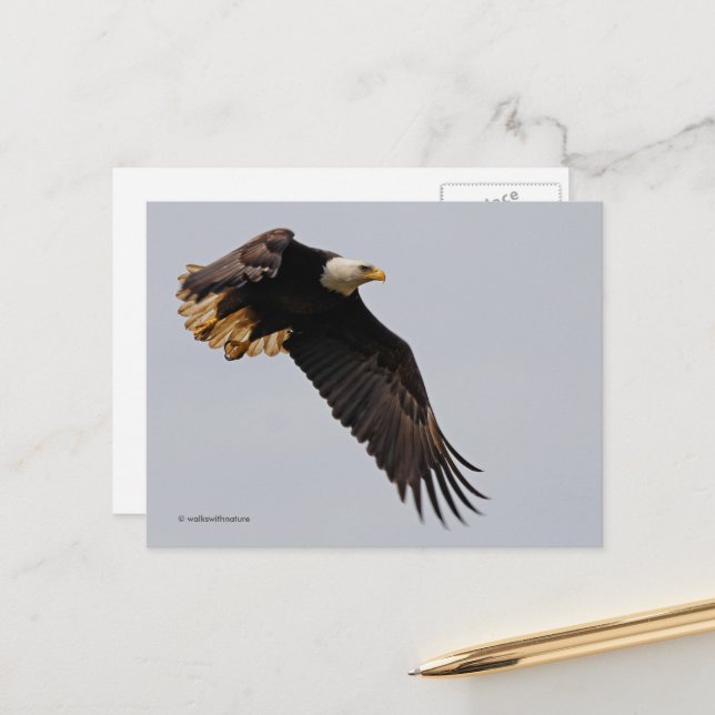 Carte Postale Un aigle à tête blanche monte vers le ciel (Devant/Arrière en situation)