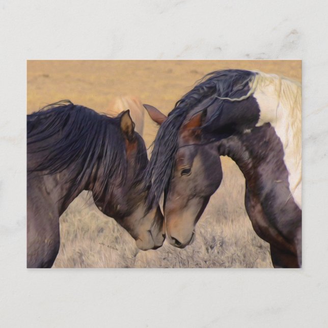 Carte Postale Un amour des chevaux (Devant)