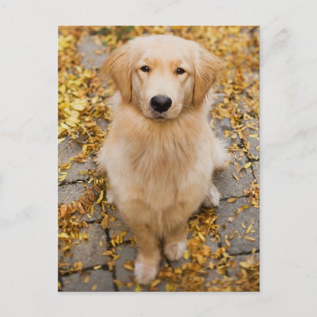 Carte Postale Un an Golden Retriever, portrait (Devant)