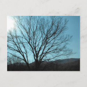Carte Postale Un arbre