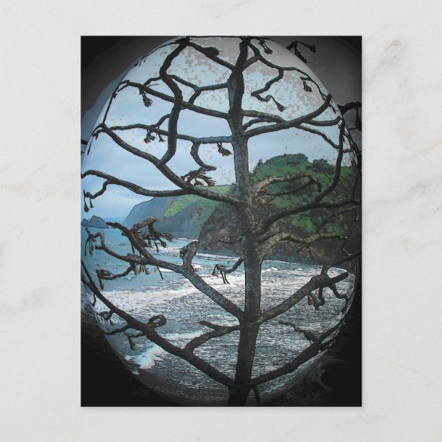 Carte Postale Un arbre hawaïen mort sous les projecteurs (Devant)