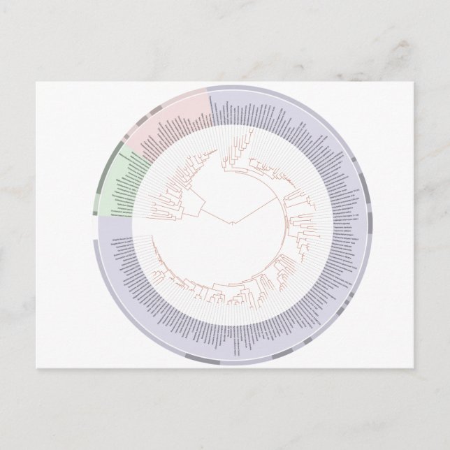 Carte postale Un arbre phylogénétique de la vie Gr (Devant)