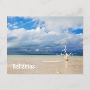 Carte Postale Un arbre solitaire à la plage