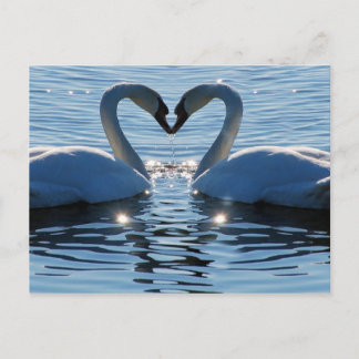 Carte Postale Un baiser du coeur du cygne, réflexions sur l'amou