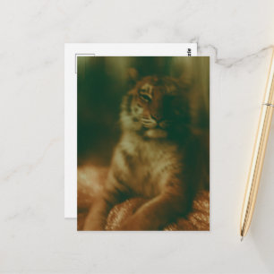 Carte Postale Un beau tigre en robe