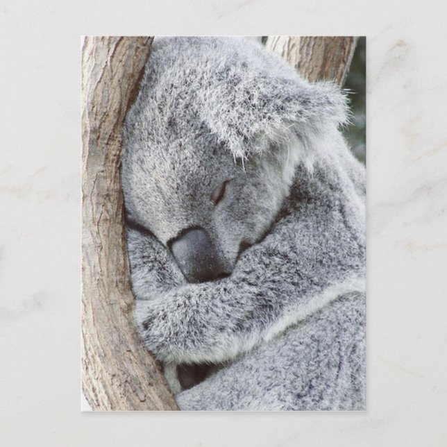 Carte Postale Un bébé koala dormant (Devant)