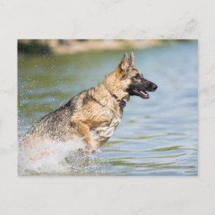 Carte Postale Un Berger Allemand Saute Dans L'Eau