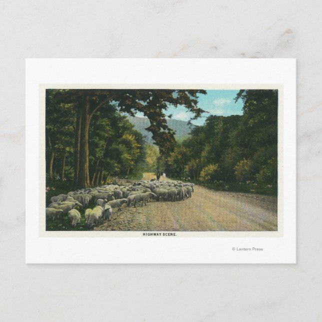 Carte Postale Un berger menant des moutons sur une route du Main (Devant)