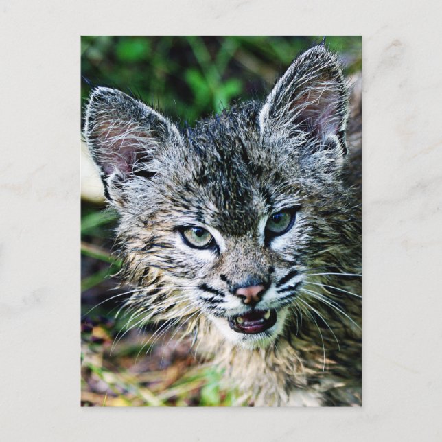 Carte Postale Un Bobcat Kitten souriant (Devant)