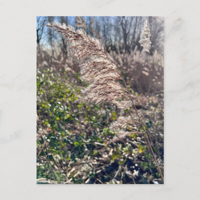 Carte Postale Un bonheur d'automne... (Devant)