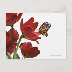 Carte Postale un bouquet de tulipes rouges est visité par un mon