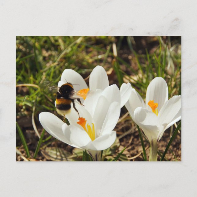 Carte Postale Un bourdon volant vers une fleur de crocus (Devant)