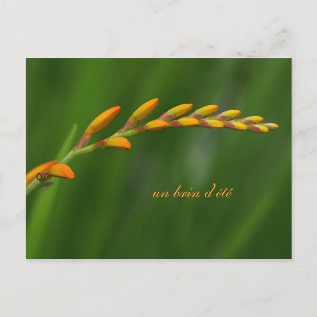 Carte Postale un brin d'été (Devant)