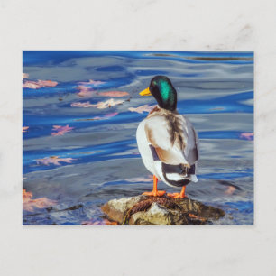 Carte Postale Un canard contacte une nage.