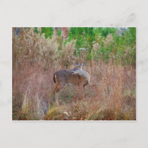 Carte Postale Un cerf dans l'herbe haute