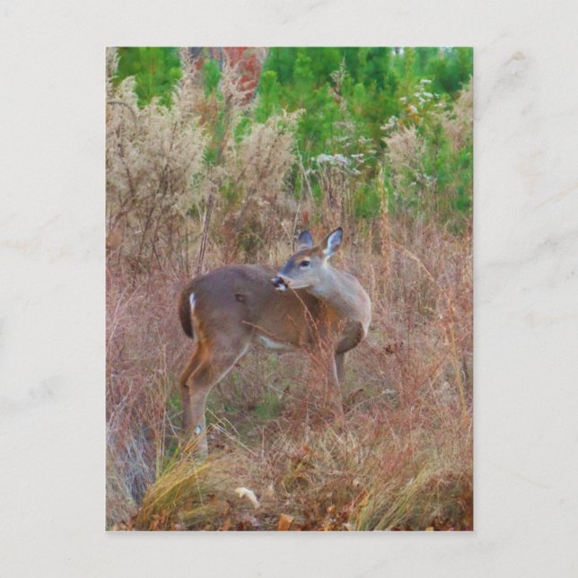 Carte Postale Un cerf dans l'herbe haute (Devant)