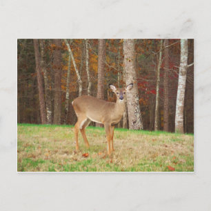Carte Postale Un cerf de rêve de chasseur