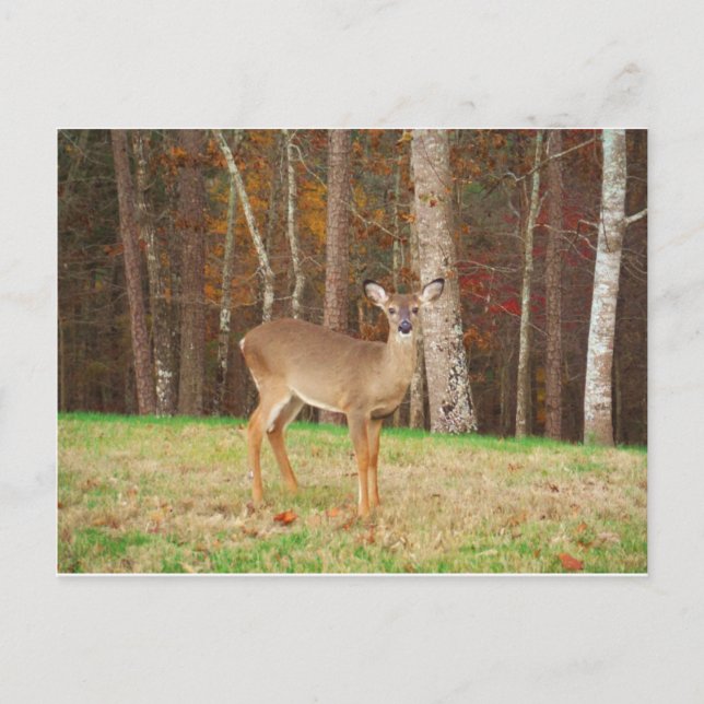 Carte Postale Un cerf de rêve de chasseur (Devant)