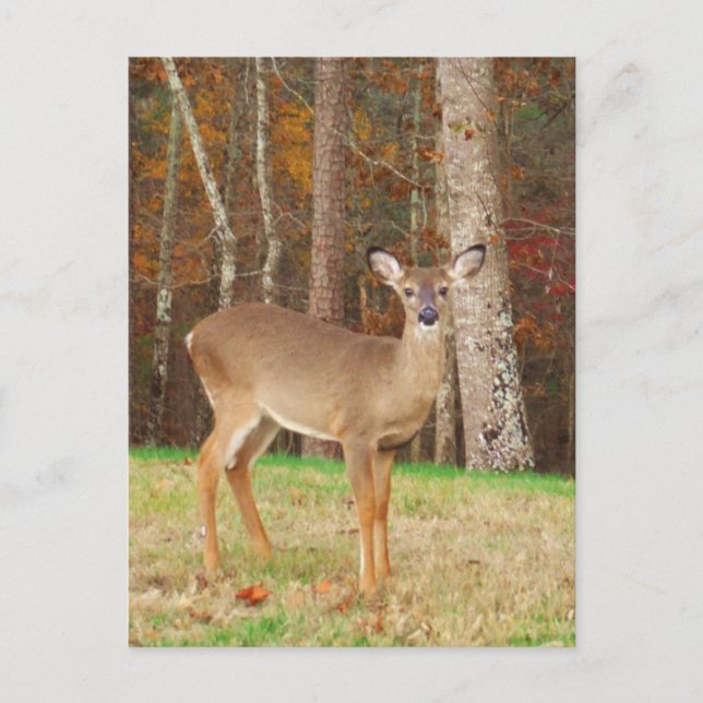 Carte Postale Un cerf de rêve de chasseur (Devant)