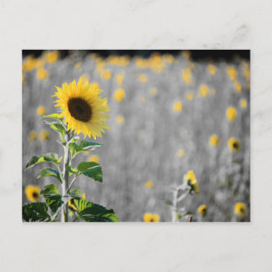 Carte Postale Un champ de tournesols en noir et blanc