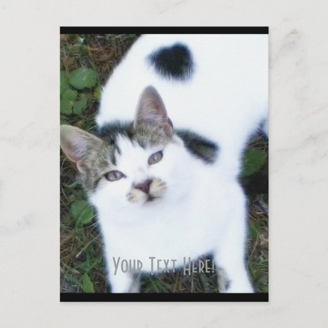 Carte Postale Un chat Cool (fille) (Devant)