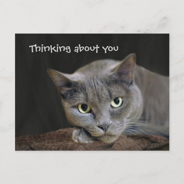 Carte Postale Un chat gris qui pense à toi (Devant)