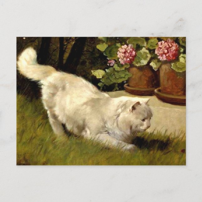 Carte Postale Un chat perse blanc regarde une coccinelle (Devant)