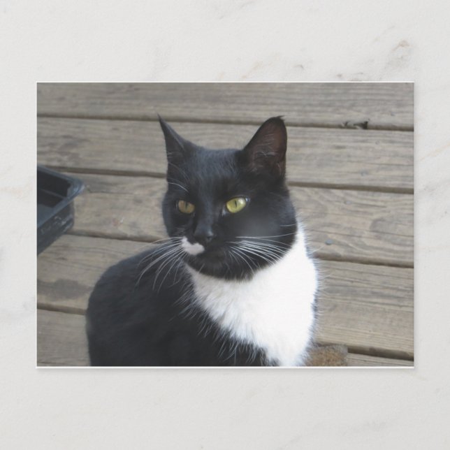 Carte Postale Un chat Tuxedo (Devant)