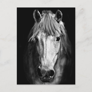 Carte Postale Un Cheval Appelé Elvis