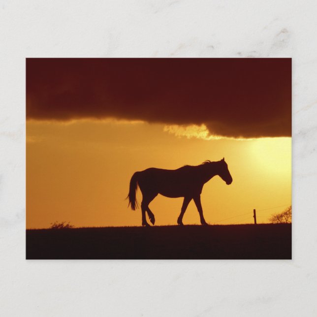 Carte Postale Un cheval au coucher du soleil (Devant)