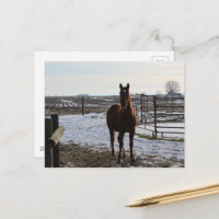 Un cheval en hiver avec de la neige
