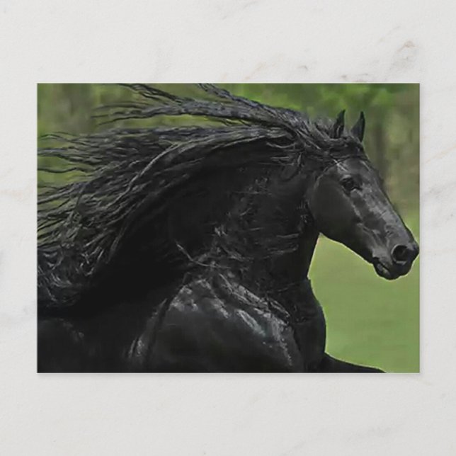 Carte Postale Un Cheval Est Un Cheval #1" (Devant)