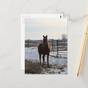 Carte Postale Un cheval hongre en hiver avec de la neige