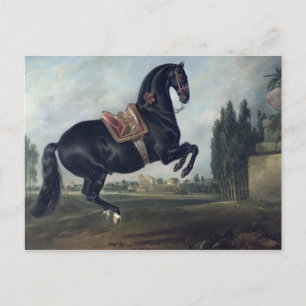 Carte Postale Un cheval noir exécutant la Courbette