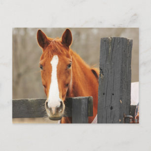 Carte Postale Un Cheval Portant Une Couverture À La Pointe Du Co