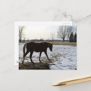 Carte Postale Un cheval Sorrel en hiver avec neige