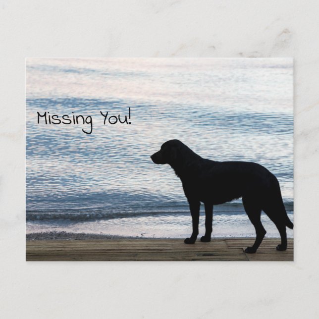 Carte Postale Un chien solitaire avec le message "Missing You" (Devant)