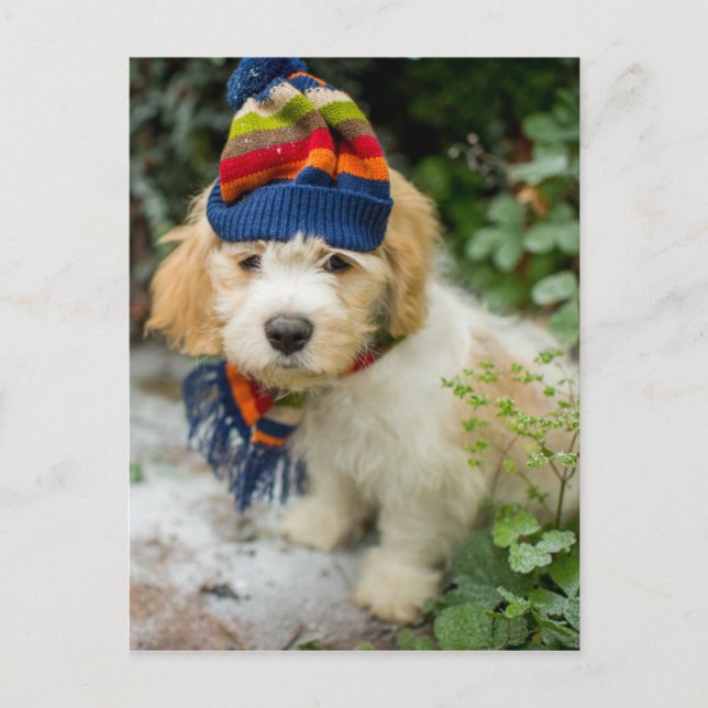 Carte Postale Un Chiot De Cavacon Doux Dans Un Casquette D'Hiver (Devant)