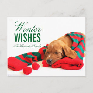 Carte Postale Un chiot mixte de Vizsla