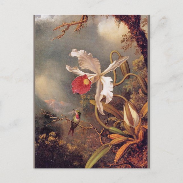 Carte Postale Un colibri d'Améthyste avec une orchidée blanche (Devant)